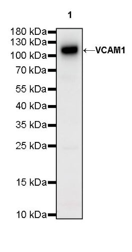 VCAM1 Recombinant Rabbit mAb (S-650-19)