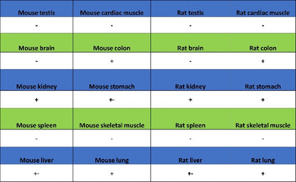 S-RMab® EpCAM Recombinant Rabbit mAb (SDT-078-128)