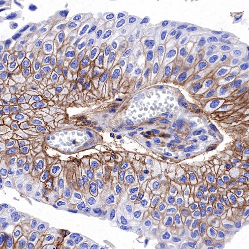 CD44 Recombinant Rabbit mAb (S-944-25)