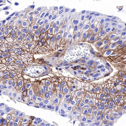 CD44 Recombinant Rabbit mAb (S-944-25)