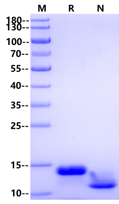 EGF Protein, Chicken