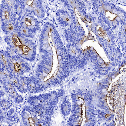MUC17 Recombinant Rabbit mAb (SDT-3951-108)