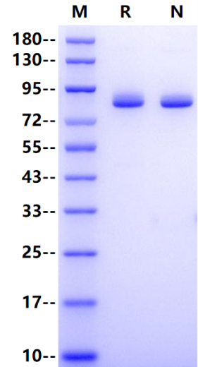 TfR/CD71 His Tag Protein, Cynomolgus