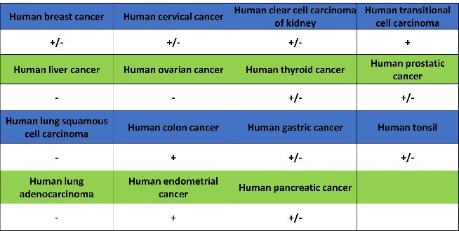 eNOS Recombinant Rabbit mAb (S-1885-94)