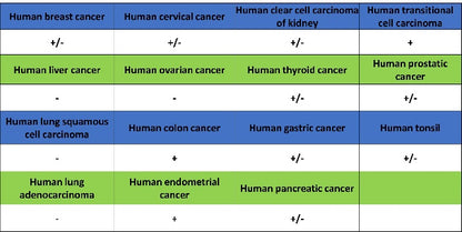 eNOS Recombinant Rabbit mAb (S-1885-94)