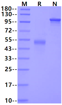 Biotinylated CD99/MIC2 Fc & Avi Tag Protein, Human