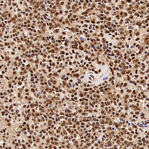 GAPDH Recombinant Mouse mAb (S-4721)