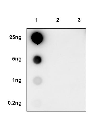 Phospho-Myosin Light Chain 2 (Ser19) Recombinant Rabbit mAb (S-3335-18)
