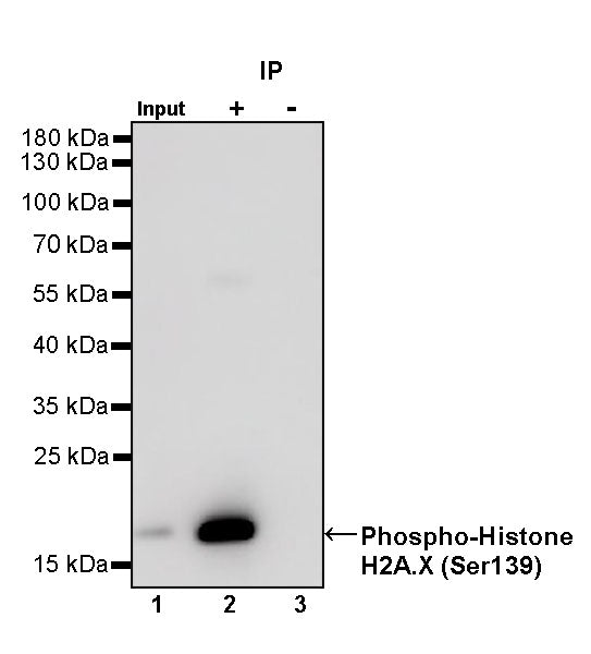 Phospho-Histone H2A.X (Ser139) Recombinant Rabbit mAb (S-1368-15)