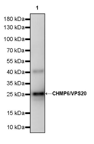 CHMP6/VPS20 Recombinant Rabbit mAb (S-1702-78)
