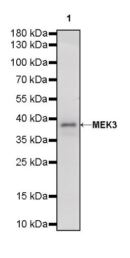 MEK3 Recombinant Rabbit mAb (S-835-23)