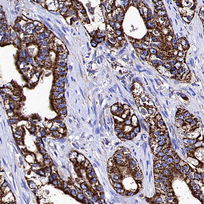HSP60 Recombinant Mouse mAb (S-5385)