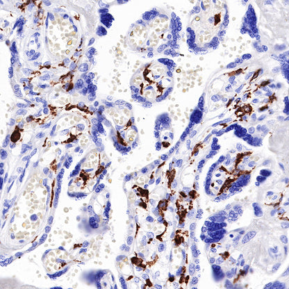 S-RMab® CD163 Recombinant Rabbit mAb,PBS Only (SDT-R164)