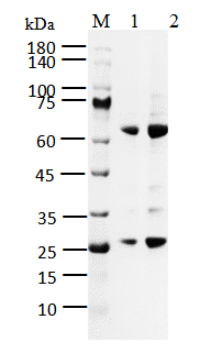 CK2α2[C336S]/CK2β Protein