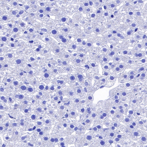 NeuN Recombinant Rabbit mAb (SDT-432-1)