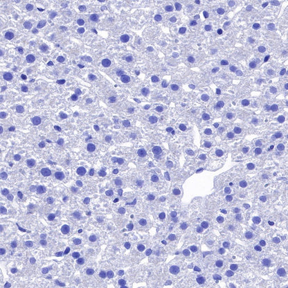 NeuN Recombinant Rabbit mAb (SDT-432-1)