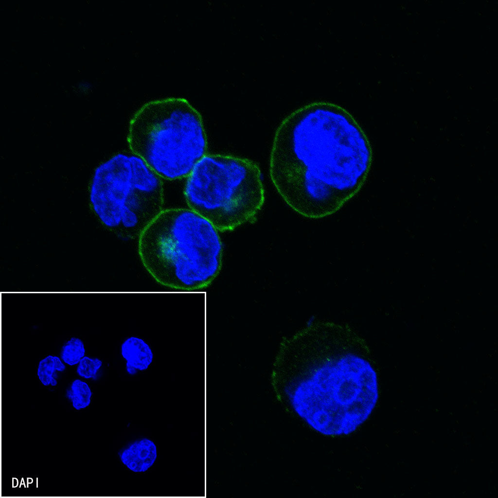 CD21 Mouse mAb (S-764-18)