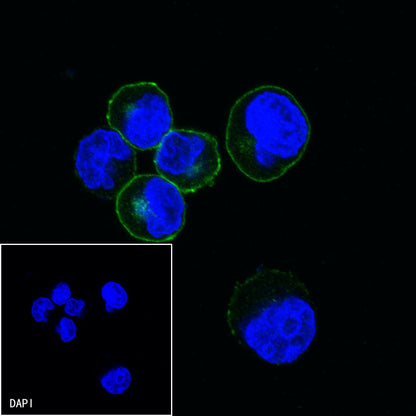 CD21 Mouse mAb (S-764-18)