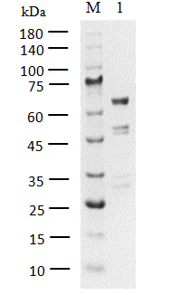 RAF1[Y340D/Y341D] Protein