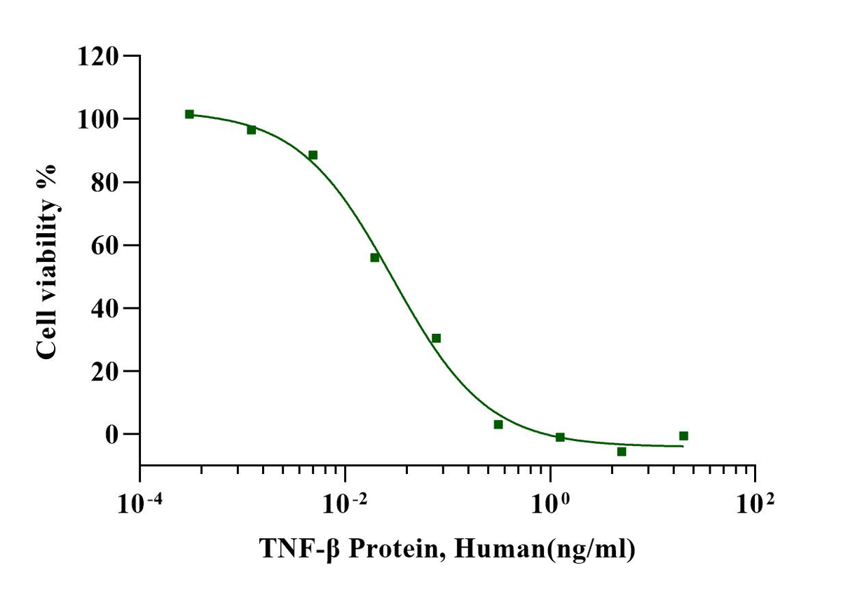 TNF-β Protein, Human