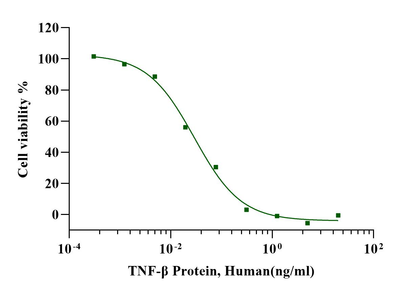 TNF-β Protein, Human