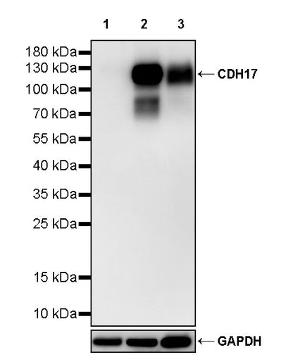 CDH17 Recombinant Rabbit mAb (SDT-3276-46)