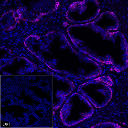 CD44v6 Mouse mAb (S-945-76)