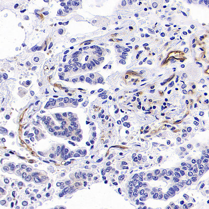 ICAM2/CD102 Rabbit Polyclonal Antibody