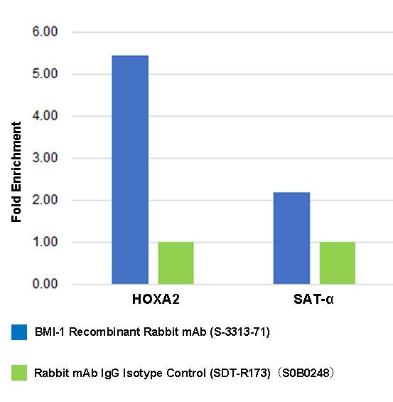 Bmi1 Recombinant Rabbit mAb (S-3313-71)