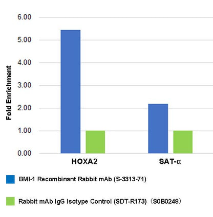 Bmi1 Recombinant Rabbit mAb (S-3313-71)