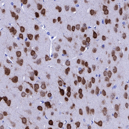 NeuN Recombinant Rabbit mAb (SDT-432-1)
