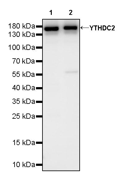 YTHDC2 Recombinant Rabbit mAb (S-3338-41)