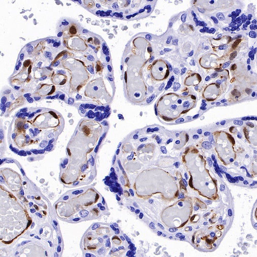 IDO1/Indoleamine 2,3-dioxygenase Recombinant Rabbit mAb (S-R225)
