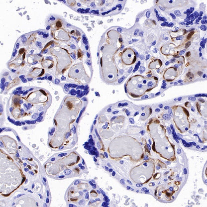 IDO1/Indoleamine 2,3-dioxygenase Recombinant Rabbit mAb (S-R225)