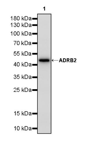 ADRB2 Recombinant Rabbit mAb (S-2418-144)