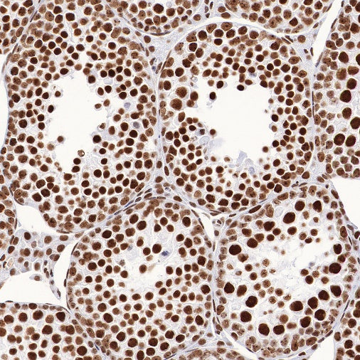 ILF3 Recombinant Rabbit mAb (S-R342)
