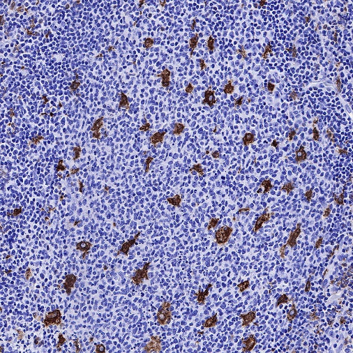 Heme Oxygenase 1 Recombinant Rabbit mAb (S-R334)