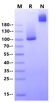 Glypican 1/GPC1 Fc Chimera Protein, Human