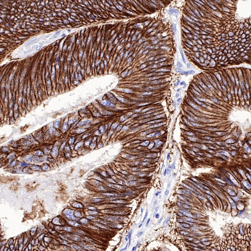 Claudin 4 Recombinant Rabbit mAb (SDT-814-53)
