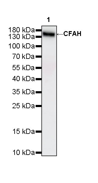 CFAH Rabbit Polyclonal Antibody