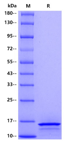 Human Plectin, His tag