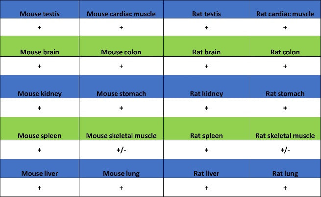 PABP Recombinant Rabbit mAb (S-1744-42)