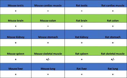 PABP Recombinant Rabbit mAb (S-1744-42)
