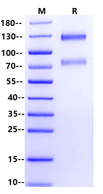 CD221/IGF1R Fc Chimera Protein, Human