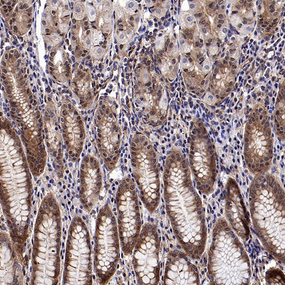 YWHAH/14-3-3 eta Recombinant Rabbit mAb (S-1327-22)