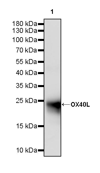 OX40L Recombinant Rabbit mAb (S-2597-17)