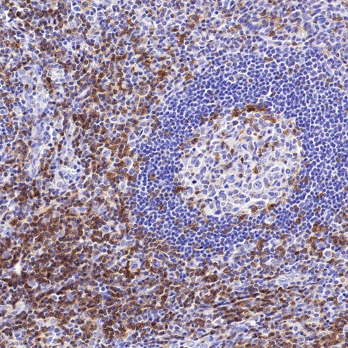 Rabbit Anti-Human CD27 Antibody (S-1205-49)