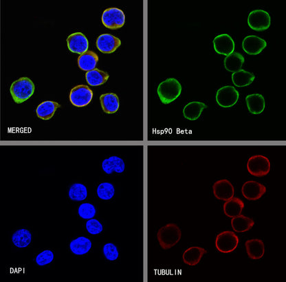 Hsp90 beta Recombinant Rabbit mAb (SDT-R033)