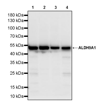 ALDH9A1 Recombinant Rabbit mAb (S-4115-48)