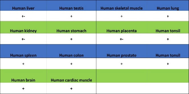 PSME4 Recombinant Rabbit mAb (S-3132-44)